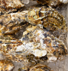 Sea oysters on the counter in a cafe.
