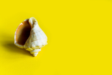 Shell on a yellow background. Place for text. Sea background. The concept of travel, trip to the sea, hearing. Shell in the shape of an ear. Space for an inscription.