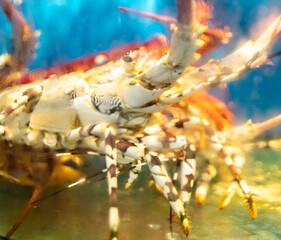 Sea cancer in the aquarium.