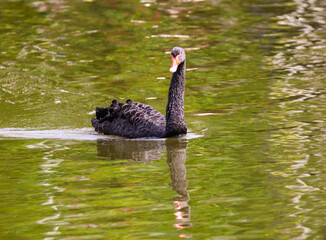 Fototapeta premium A black swan swims on a pond