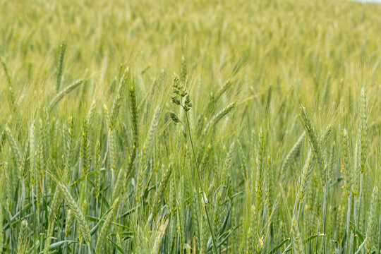 Close up picture of a  wheat field soon ready for harvest