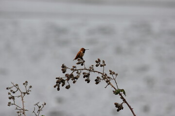 A Rufous Hummingbird stops for a break sitting on a tree branch after a long migration on the West Coast of Vancouver Island in the spring.