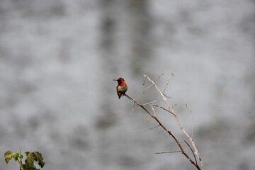 A Rufous Hummingbird stops for a break on a tree branch after flying fast during migration season on Vancouver Islands West Coast during the spring.