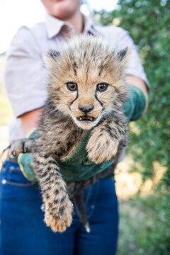 Endangered cheetah cubs getting a booster innoculation