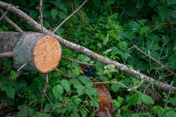 Colourful male Pheasant in red, blue and brown colors. Picture from a forest in Scania, southern Sweden