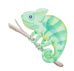 Hand drawn watercolor illustration of a chameleon with big eyes isolated on white background.