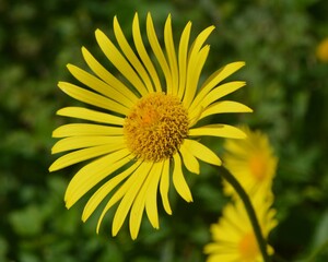yellow flower in the garden