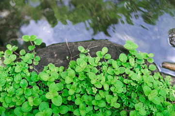 Green mint tree climber on the stone above water pond 