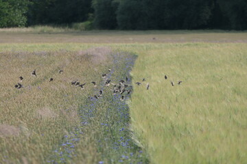 Vogelschwarm im Getreidefeld