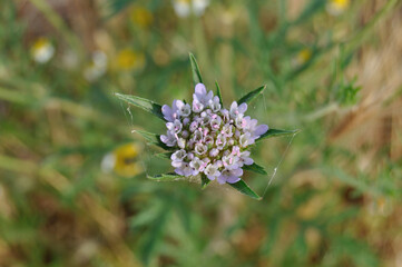 Flor silvestre en primavera