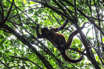 Spider Monkey sitting in tree an sleeping in Corcovado National Park, Costa Rica, Central America