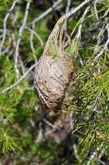 Nido de orugas procesionarias