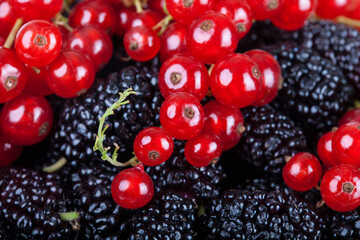 Mulberry and Red Currants  background