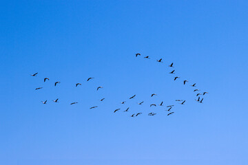 Flight of cranes in the sky.