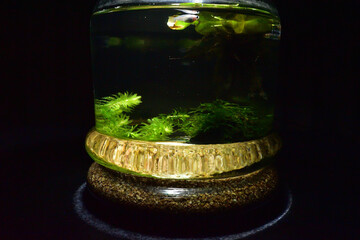 Image of Bottle aquarium [one medaka fish]