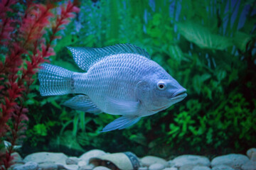 Fish in Aquarium