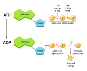 ATP: The Energy Currency for the Cell