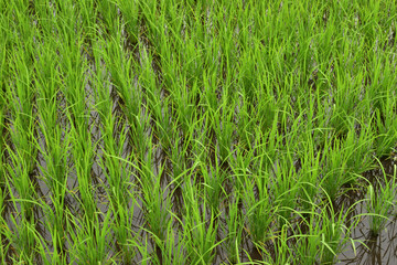 Image of Rice growing in rice field