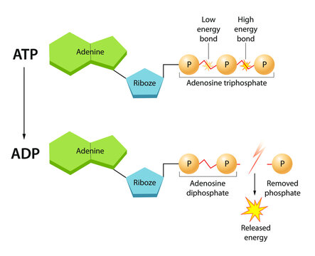 ATP: The Energy Currency For The Cell