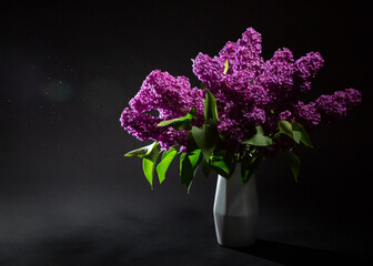Purple lilac in a white vase on a black background. Syringa. Varietal lilac. Flower season