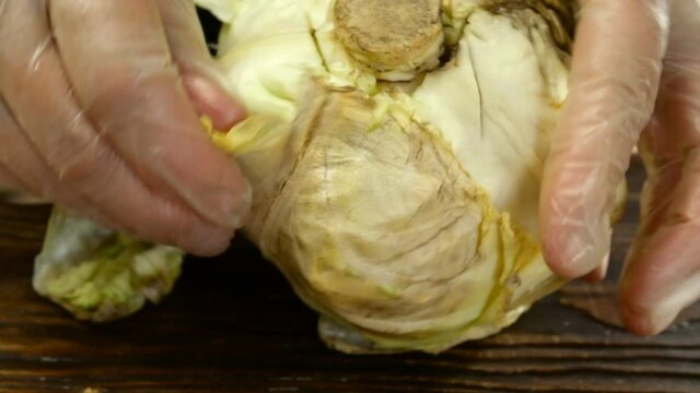 Chef with his hands peeling cabbage from rotten leaves for preparation of vegetarian food or salad. Close-up.