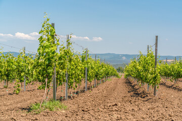 Fototapeta na wymiar Young plantation of a well-groomed vineyard at the beginning of flowering. Rows of young vineyards on a Sunny spring day. Modern concept of wine-making, agriculture.