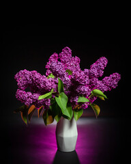 Purple lilac in a white vase on a black background. Syringa. Lilac twigs. Bouquet of purple lilac. Flowers in the studio on a black background. Flowers photographed on a black background. Vase