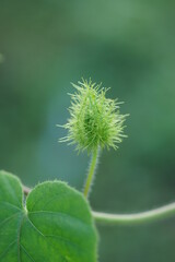 Fetid passionflower, Scarletfruit passionflower, Stinking passion flower