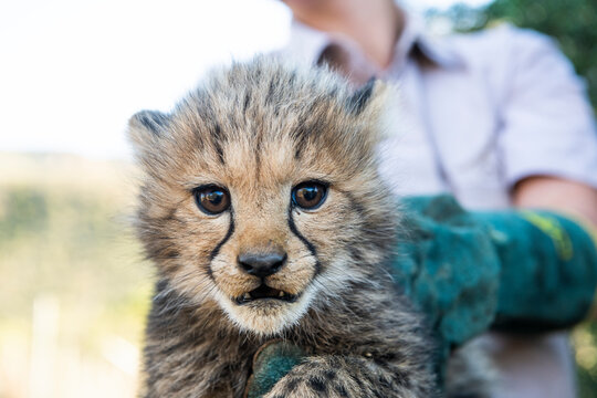 Endangered cheetah cubs getting a booster innoculation