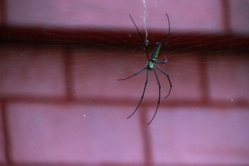 black spider with blur red brick wall