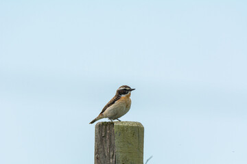 A small songbird sits at a pole and sings cheerfully 