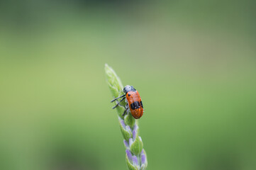 Insect3