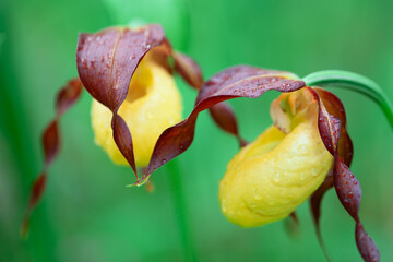 two flowers of wild orchid venus slipper on a green background. Natural conditions. Close-up photo. Photo with shallow depth of field.