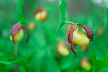 Wild orchid venus slipper on a green background. Natural conditions. Selective focus on the nearest flower. Photo with shallow depth of field.