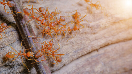 Ant action standing. Red imported fire ant, Action of Formicidae. Work ants are walking on the...
