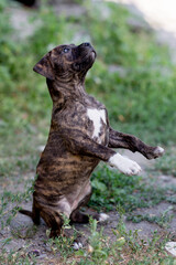 Beautiful Staffordshire Terrier puppy, staffordshire terrier