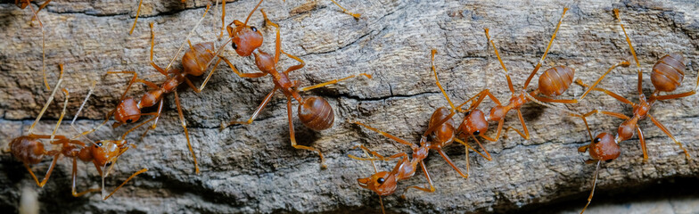 Ant action standing. Red imported fire ant, Action of Formicidae. Work ants are walking on the...