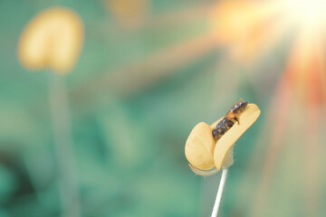 Close up View of a bee on yellow flower with blurred background. Bees fly to find nectar on the...