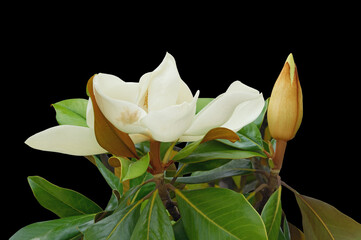 Beautiful white flower of magnolia ( Magnolia grandiflora ) with bud and green leaves isolated on black background