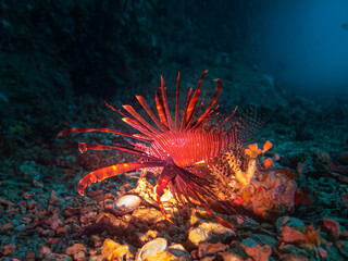 Fototapeta na wymiar A Lionfish lit up with a torch near the entrance of a cave at Gato Island, Malpascua, Philippines