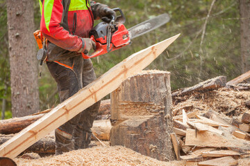 A lumberjack working safely with chainsaw and protection equipment inside an Italian forest