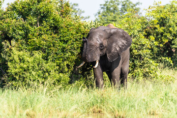 Fototapeta premium Wild african elephant close up, Botswana, Africa