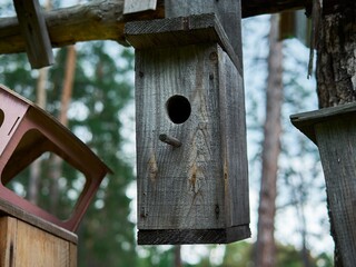 Wooden houses for birds in the forest, hanging on a tree branch