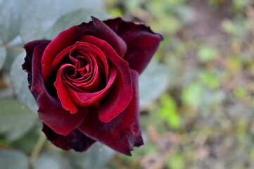 red rose bud in spring