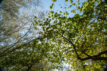 Leaves