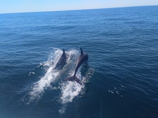 Dolphins in the atlantic ocean