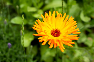 Single yellow / orange aster flower in green garden with other plants
