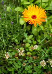 Single yellow / orange aster flower in green garden with other plants