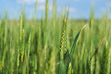 green wheat field on blue sky background