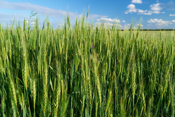 green wheat field on blue sky background